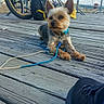 background, bicycle, blue_collar, canine, casual, cloudy_sky, daylight, dog, footwear, leash, metal_railing, outdoor, pet, resting, shoe, sidewalk, small_dog, summer, tire, wooden_pier