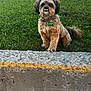 animal, collar, concrete, curly_fur, cute, daylight, dog, face, grass, outdoor, parked_car, parking_lot, pet, sidewalk, sitting, small_dog, tag, urban, van, vehicle