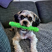 Tchewby joined the competition — help win amazing prizes! animal, companion, couch, cute, dog, fluffy, gray_couch, green_toy, home, indoor, living_room, looking_up, pet, pillow, playful, purple_pillow, relaxed, small_dog, texture, toy