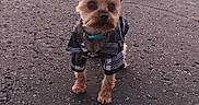 Ritzo joined the competition — help win amazing prizes! accessories, animal, canine, chihuahua, city, clothing, coat, dog, jacket, person, pet, photography, puppy, road, strap, street, terrier, urban, walkingdog, whitedog