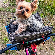 Ritzo joined the competition — help win amazing prizes! dog, small_dog, bicycle, basket, cushion, outdoor, grass, dirt, pet, animal, fur, ears, handlebar, wheel, curious, canine, seat, resting, nature, daylight