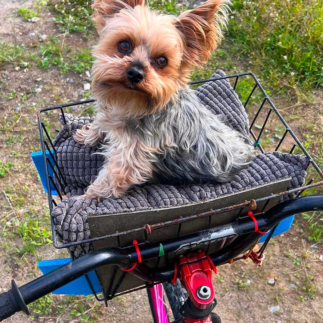 Ritzo joined the competition — help win amazing prizes! dog, small_dog, bicycle, basket, cushion, outdoor, grass, dirt, pet, animal, fur, ears, handlebar, wheel, curious, canine, seat, resting, nature, daylight