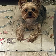 Ritzo is registered to the contest to win money with this photo: dog, small_dog, pet, indoor, mat, wooden_floor, ears, fur, cute, animal, looking, household, furniture, wire_basket, flooring, domestic, companion, relaxing, closeup, portrait