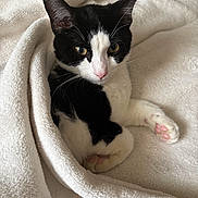Felix joined the competition — help win amazing prizes! animal, black_and_white, blanket, cat, close_up, cozy, cute, domestic_cat, ears, fur, indoor, kitten, paw, pet, pink_paw, relaxed, resting, sleepy, soft_texture, whiskers