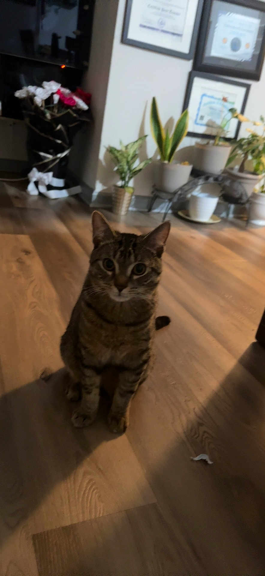Leo is registered to the contest to win money with this photo: cat, tabby_cat, pet, indoor, wood_floor, potted_plant, framed_certificate, wall, sitting, looking_at_camera, shadow, whiskers, ears, eyes, vase, flowers, living_room, cozy, paper_scrap, plant_stand