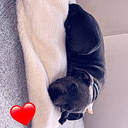 Talya participe au concours pour gagner de l'argent avec cette photo : animal, black_dog, blanket, canine, collar, comfort, couch, cozy, dog, domestic_animal, fur, furniture, heart_emoji, home, indoor, laying_down, pet, relaxation, resting, sleepy