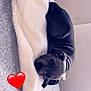 animal, black_dog, blanket, canine, collar, comfort, couch, cozy, dog, domestic_animal, fur, furniture, heart_emoji, home, indoor, laying_down, pet, relaxation, resting, sleepy