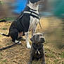 dog, puppy, black_and_white_dog, gray_puppy, harness, grass, outdoor, animal, pet, canine, sitting, leash, nature, cute, alert, young_dog, companions, daylight, playful, curious