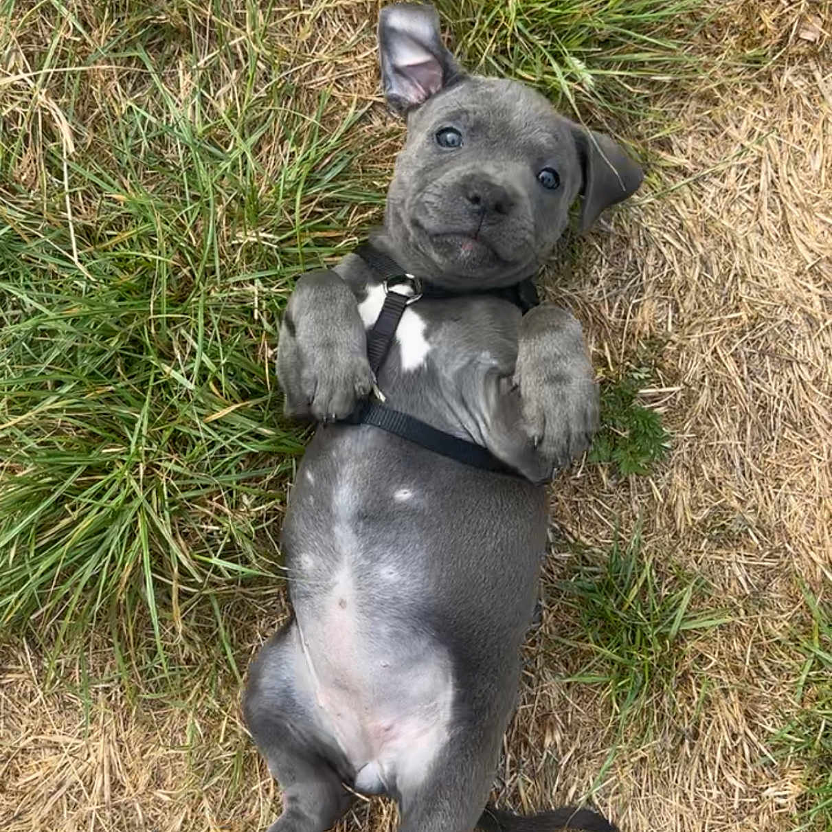 Talya participe au concours pour gagner de l'argent avec cette photo : animal, black_harness, canine, collar, cute, dog, ears, expression, fur, grass, lying_down, mammal, nature, outdoor, paws, pet, playful, puppy, whiskers, young