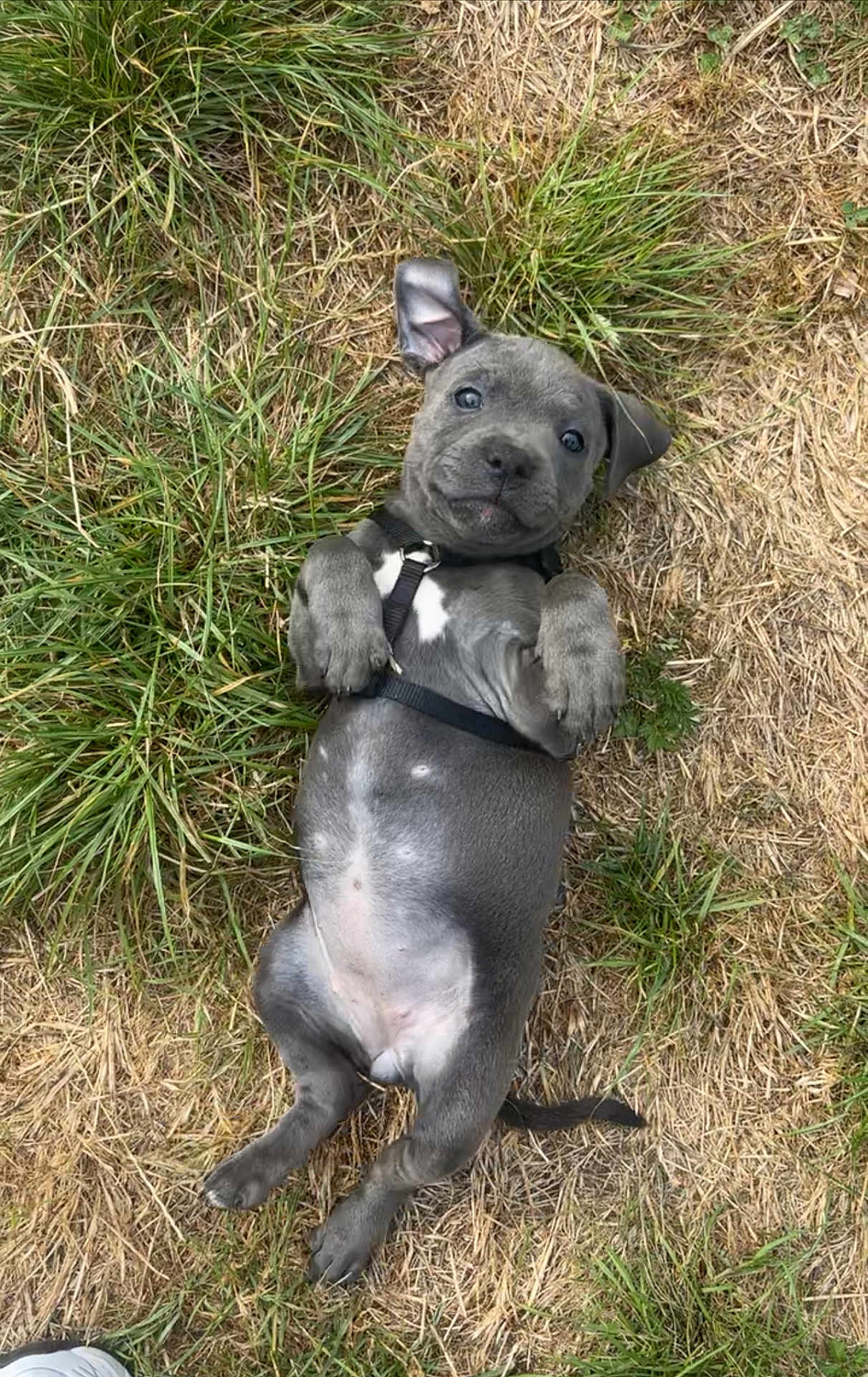 Talya participe au concours pour gagner de l'argent avec cette photo : puppy, dog, grass, outdoor, playful, pet, canine, lying_down, ears, fur, cute, young, nature, animal, mammal, collar, black_harness, whiskers, paws, expression