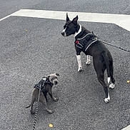 Naya Et Talya a rejoint le concours — aidez-le/la à gagner de superbes lots ! dog, puppy, leash, harness, asphalt, sidewalk, street, urban, brick_building, pavement, walking, two_dogs, small_dog, medium_dog, black_dog, gray_puppy, outdoors, pet_walk, curious_puppy, storefront