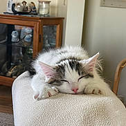 Chevy joined the competition — help win amazing prizes! cat, kitten, sleeping, nap, furniture, wooden_cabinet, indoor, cozy, soft_texture, paw, white_fur, gray_fur, pink_nose, relaxation, home, decor, blurred_background, rest, cute, animal