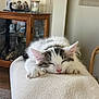 cat, kitten, sleeping, nap, furniture, wooden_cabinet, indoor, cozy, soft_texture, paw, white_fur, gray_fur, pink_nose, relaxation, home, decor, blurred_background, rest, cute, animal