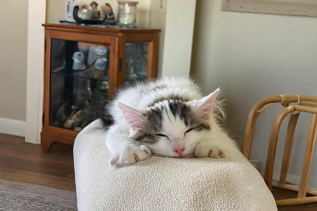 Chevy joined the competition — help win amazing prizes! cat, kitten, sleeping, nap, furniture, wooden_cabinet, indoor, cozy, soft_texture, paw, white_fur, gray_fur, pink_nose, relaxation, home, decor, blurred_background, rest, cute, animal