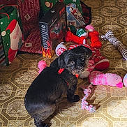 Tripod is registered to the contest to win money with this photo: black_dog, box, christmas, cute, decorations, dog, dog_toys, festive, floor, gift_bags, holiday, indoor, looking_back, patterned_floor, pet, playful, red_harness, rope_toy, stuffed_toys, toys