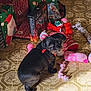 black_dog, box, christmas, cute, decorations, dog, dog_toys, festive, floor, gift_bags, holiday, indoor, looking_back, patterned_floor, pet, playful, red_harness, rope_toy, stuffed_toys, toys