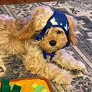 Koa is registered to the contest to win money with this photo: animal, blue_harness, canine, carpet, cute, dog, domestic_animal, fluffy, fur, home, indoor, laying_down, light_brown, pet, playful, puppy, relaxed, rug, toy, young_dog