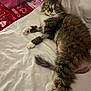 animal, bed, bedding, blanket, cat, cozy, cute, fluffy, fur, fur_pattern, indoor, lying_down, paws, pet, pink, relaxed, resting, shaved_legs, white_sheet, wide_eyes