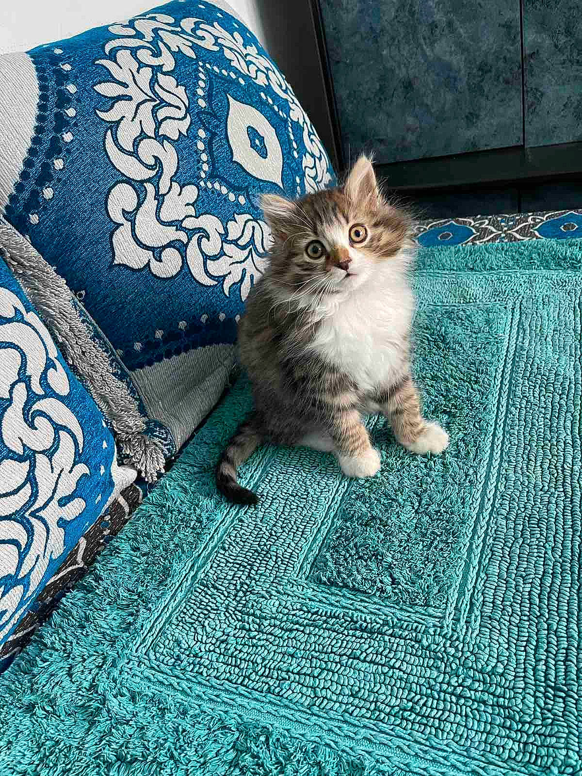 Ruby participe au concours pour gagner de l'argent avec cette photo : blue, carnivore, carpet, cat, comfort, domestic_short_haired_cat, electric_blue, felidae, flooring, fur, linens, pattern, paw, rectangle, sitting, small_to_medium_sized_cats, tail, textile, whiskers, woven_fabric