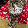 animal, blanket, cat, closeup, cozy, cute, feline, fluffy, fur, hearts, indoor, pet, red_blanket, resting, soft, stretching, tabby, text, white_paws, yawning