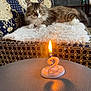 animal, birthday_candle, cat, celebration, couch, curious, flame, fluffy_cat, fur, furniture, home_interior, indoor, light, number_2_candle, patterned_couch, pet, relaxing, shadow, table, white_mat