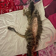 Rudy a rejoint le concours — aidez-le/la à gagner de superbes lots ! bed, cat, cozy, cute, feline, floral, fluffy, heart, indoor, lying_down, pattern, paws, pet, pink, red, relaxed, sleeping, stretching, towel, white