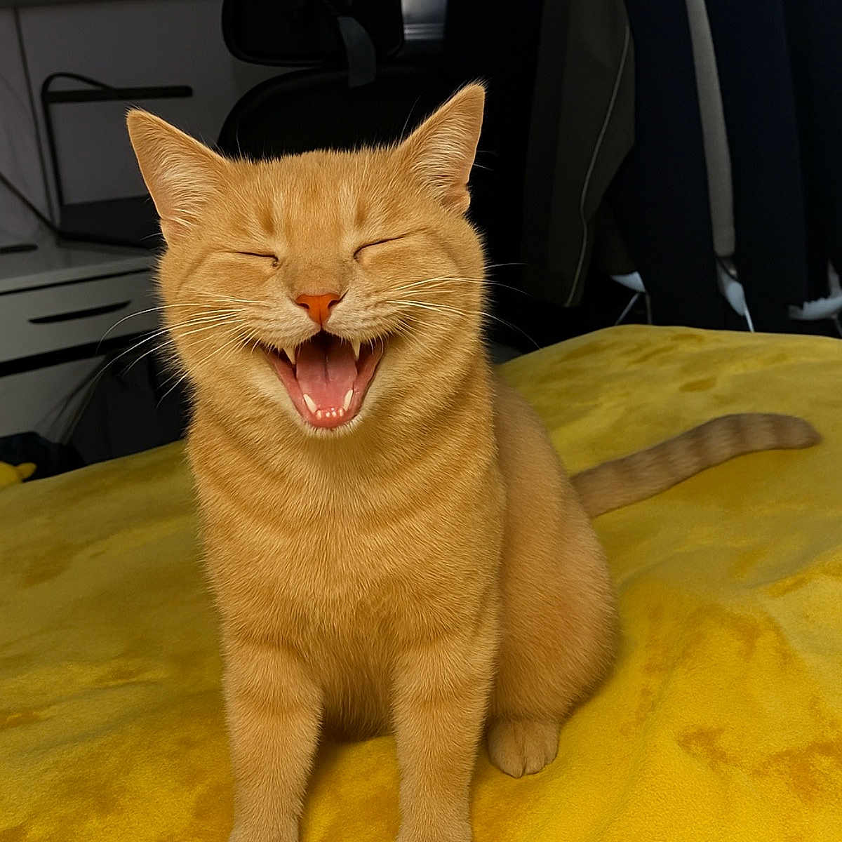 Simba participe au concours pour gagner de l'argent avec cette photo : animal, cat, closeup, cozy, cute, domestic, expression, feline, fur, ginger_cat, happy, indoor, mammal, pet, playful, sitting, smiling, tail, whiskers, yellow_blanket
