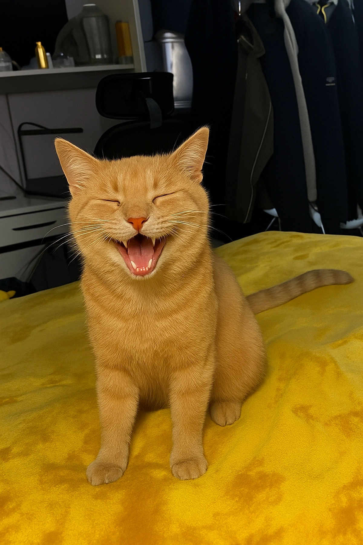 Simba