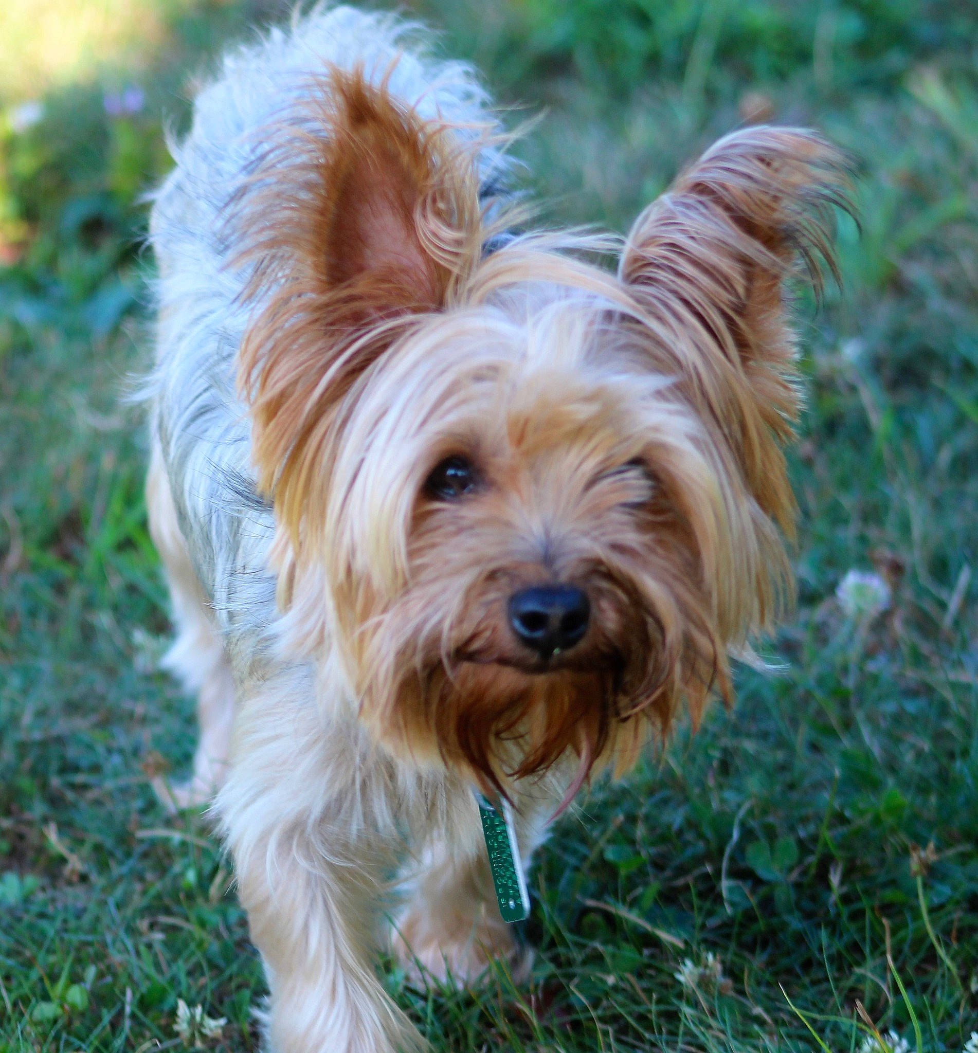 Keisel is registered to the contest to win money with this photo: biewer_terrier, canidae, carnivore, companion_dog, dog, dog_breed, dog_collar, fur, grass, liver, plant, small_terrier, sporting_group, terrestrial_animal, terrier, toy_dog, water_dog, whiskers, working_animal, yorkipoo