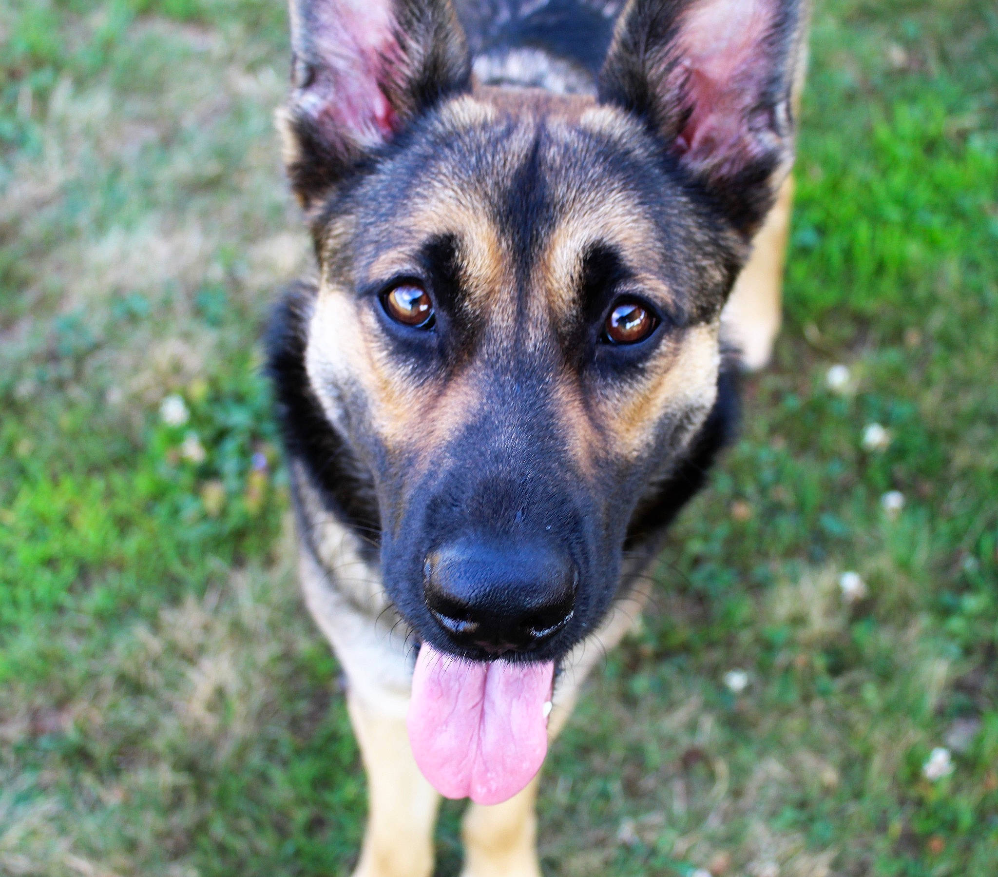 Jazmine joined the competition — help win amazing prizes! canidae, carnivore, companion_dog, dog, dog_breed, eye, fawn, fur, german_shepherd_dog, grass, head, herding_dog, plant, snout, sporting_group, terrestrial_animal, whiskers, wildlife, working_animal, working_dog