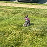 dog, grass, sidewalk, car, parking_lot, outdoor, pet, harness, leash, sunny, daytime, canine, spotted, sitting, suburb, vehicle, nature, back_view, small_dog, quiet