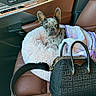 french_bulldog, dog, puppy, car_interior, leather_seat, handbag, blanket, pet_bed, fluffy, cute, animal, seat, window, door, collar, pet, cozy, luxury, brown, black