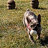 dog, french_bulldog, ball, grass, outdoor, pet, playing, animal, field, daylight, cute, running, nature, canine, muzzle, ears, collar, fun, active, summer