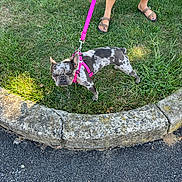 Platinum is registered to the contest to win money with this photo: dog, french_bulldog, leash, harness, grass, curb, sidewalk, person_legs, sandals, outdoor, sunlight, walking, pet, canine, summer, pavement, greenery, closeup, cute, small_dog