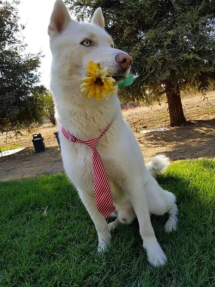 Yuki is registered to the contest to win money with this photo: canidae, carnivore, collar, companion_dog, dog, dog_breed, dog_collar, fawn, felidae, grass, paw, plant, small_to_medium_sized_cats, snout, sporting_group, tail, terrestrial_animal, tree, whiskers, working_animal