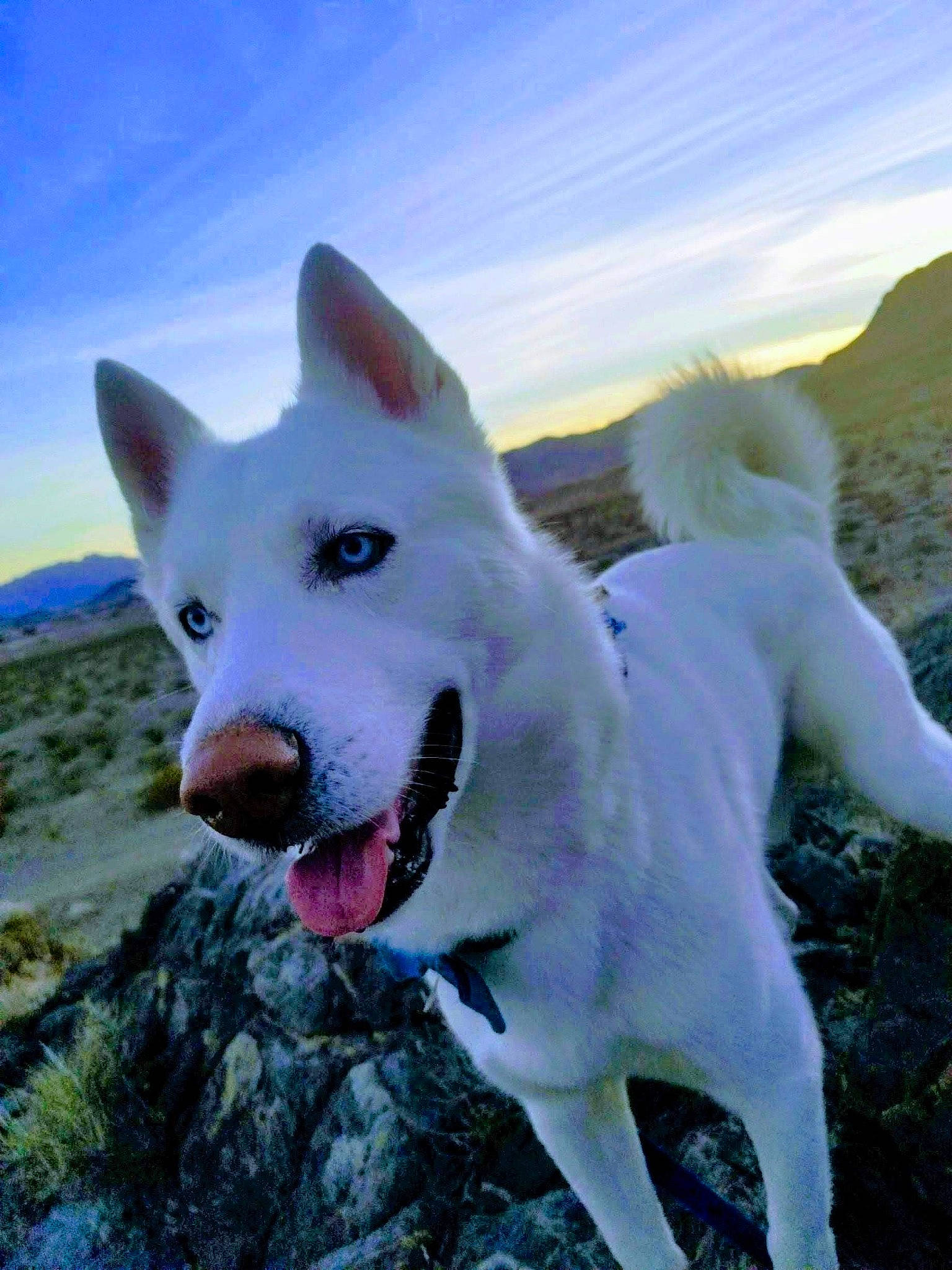 Yuki is registered to the contest to win money with this photo: canidae, carnivore, cloud, collar, companion_dog, dog, dog_breed, dog_collar, fang, grass, happy, herding_dog, horizon, mountain, non_sporting_group, sky, snout, sporting_group, working_animal, working_dog