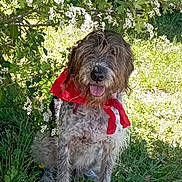 Toshi participe au concours pour gagner de l'argent avec cette photo : dog, bandana, grass, flowers, outdoor, sunlight, nature, pet, greenery, canine, happy, tongue_out, spring, white_blossoms, fur, sitting, friendly, animal, playful, garden