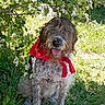 dog, bandana, grass, flowers, outdoor, sunlight, nature, pet, greenery, canine, happy, tongue_out, spring, white_blossoms, fur, sitting, friendly, animal, playful, garden