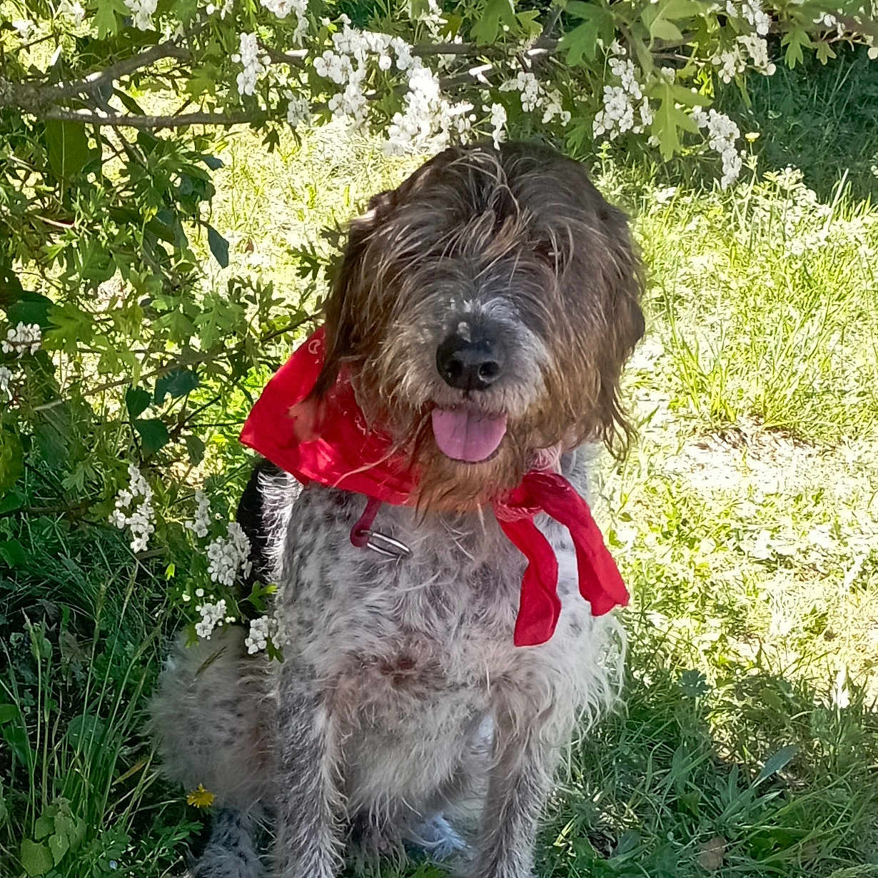 Toshi participe au concours pour gagner de l'argent avec cette photo : dog, bandana, grass, flowers, outdoor, sunlight, nature, pet, greenery, canine, happy, tongue_out, spring, white_blossoms, fur, sitting, friendly, animal, playful, garden