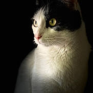 Gus Vanzani a rejoint le concours — aidez-le/la à gagner de superbes lots ! alert, animal, black_and_white, cat, close_up, cute, dark_background, domestic_cat, eyes, face, feline, fur, indoor, looking_away, mammal, pet, portrait, side_view, soft_light, whiskers