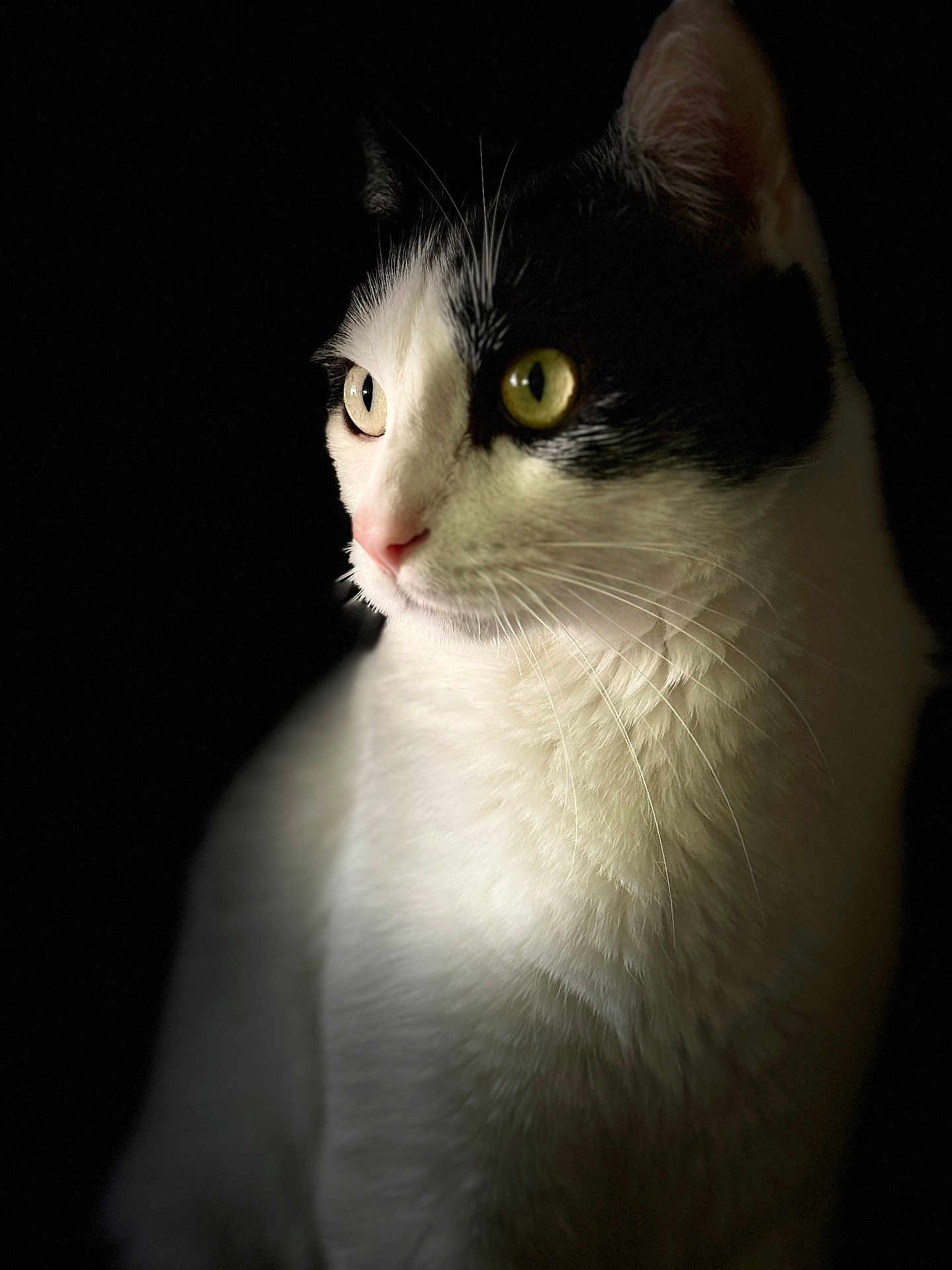 Gus Vanzani
