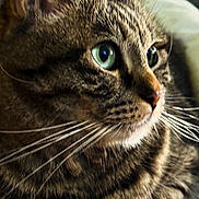 Nina Vanzani participe au concours pour gagner de l'argent avec cette photo : animal, cat, close_up, cozy, cute, domestic_cat, feline, focused, fur, green_eyes, indoor, laying_down, mammal, pet, portrait, relaxed, side_view, soft_light, tabby, whiskers