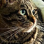 animal, cat, close_up, cozy, cute, domestic_cat, feline, focused, fur, green_eyes, indoor, laying_down, mammal, pet, portrait, relaxed, side_view, soft_light, tabby, whiskers