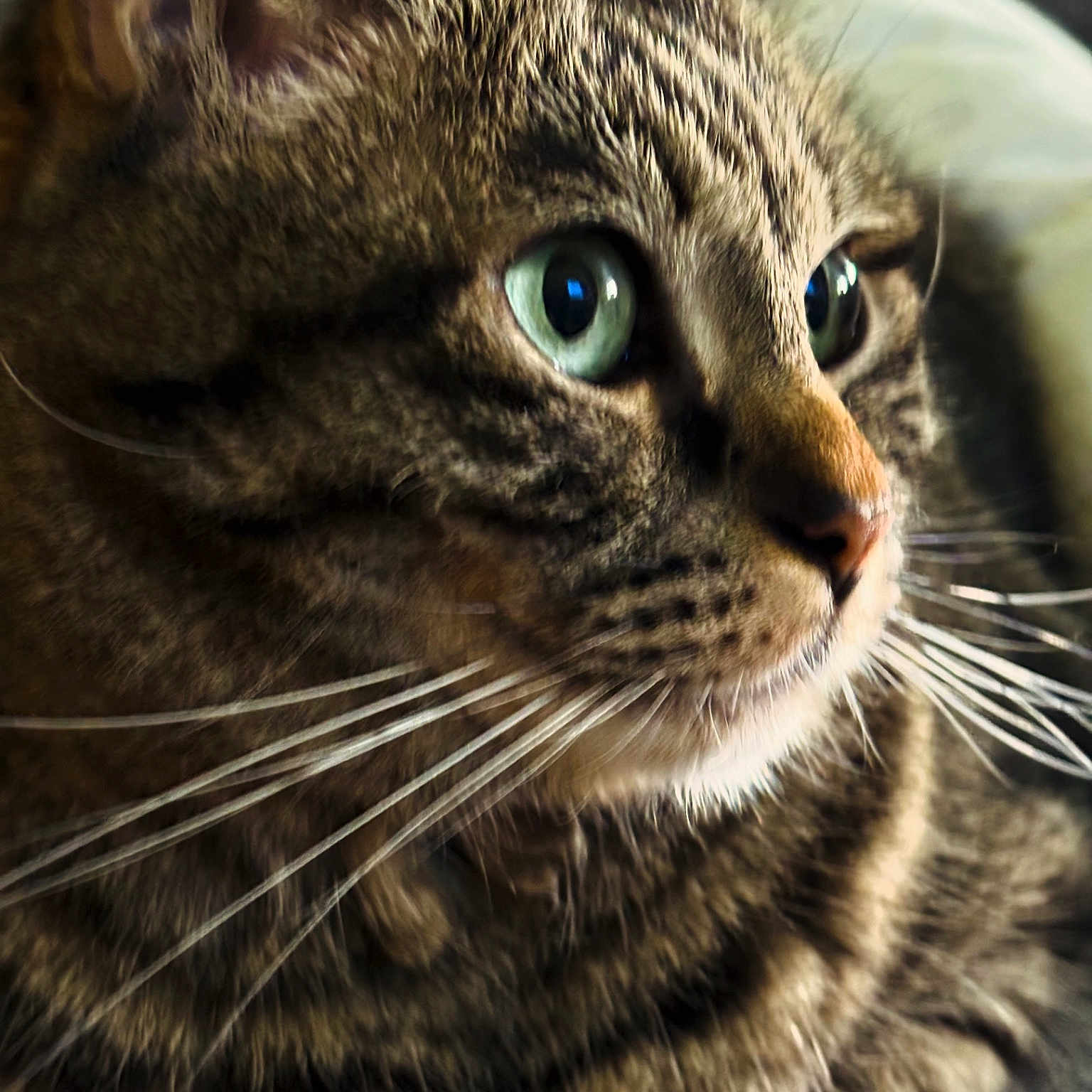 Nina Vanzani participe au concours pour gagner de l'argent avec cette photo : animal, cat, close_up, cozy, cute, domestic_cat, feline, focused, fur, green_eyes, indoor, laying_down, mammal, pet, portrait, relaxed, side_view, soft_light, tabby, whiskers