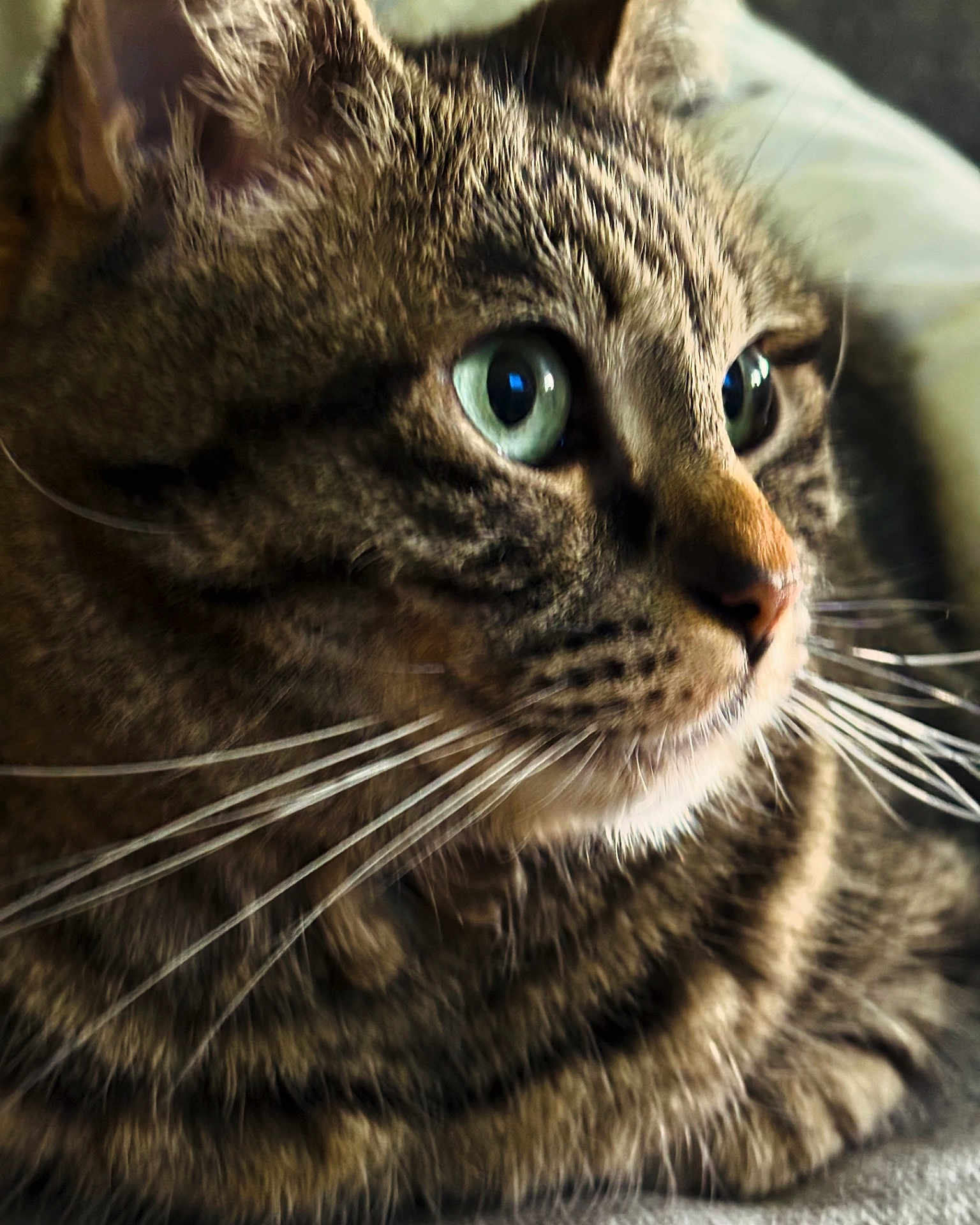 Nina Vanzani participe au concours pour gagner de l'argent avec cette photo : animal, cat, close_up, cozy, cute, domestic_cat, feline, focused, fur, green_eyes, indoor, laying_down, mammal, pet, portrait, relaxed, side_view, soft_light, tabby, whiskers