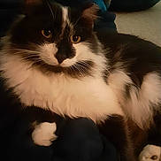 Conan joined the competition — help win amazing prizes! animal, black_and_white, blanket, cat, close_up, companion, cozy, cute, domestic_cat, fluffy, fur, indoor, lying_down, mammal, paws, pet, relaxed, soft, whiskers, yellow_eyes