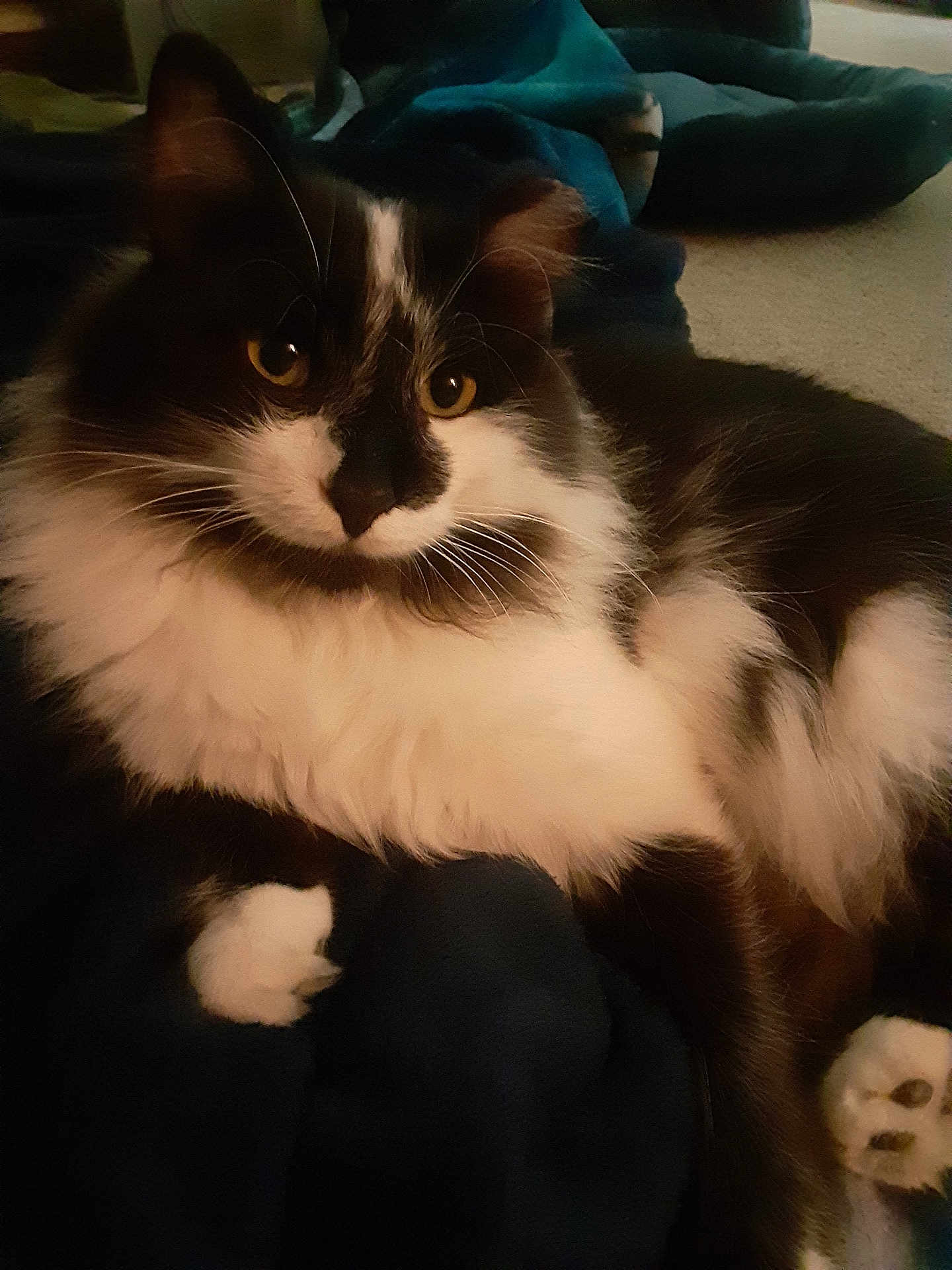 Princeton joined the competition — help win amazing prizes! cat, black_and_white, fluffy, pet, indoor, blanket, relaxed, fur, animal, cute, whiskers, paw, lying_down, cozy, feline, domestic, looking, close_up, soft_light, resting