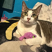 Miley joined the competition — help win amazing prizes! cat, tabby, white, toy, plush, fish, blanket, cozy, indoor, pet, feline, ears, whiskers, eyes, pillow, blue_wall, relaxed, cute, animal, resting