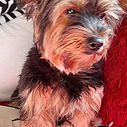 Lana a rejoint le concours — aidez-le/la à gagner de superbes lots ! dog, yorkshire_terrier, small_dog, pet, animal, portrait, sitting, long_hair, brown_fur, black_fur, tan_fur, topknot, pointed_ears, dark_eyes, bed, blanket, striped_blanket, red_cushion, indoor, close_up
