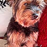 dog, yorkshire_terrier, small_dog, pet, animal, portrait, sitting, long_hair, brown_fur, black_fur, tan_fur, topknot, pointed_ears, dark_eyes, bed, blanket, striped_blanket, red_cushion, indoor, close_up